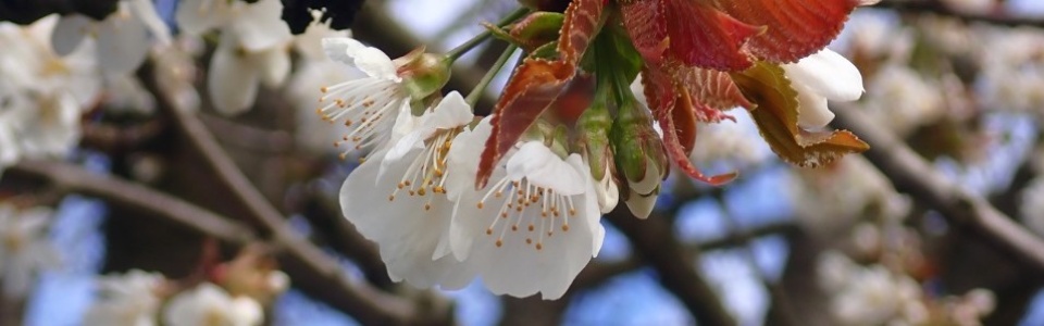 $galleryItem->description