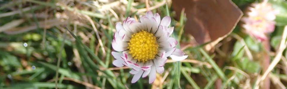 $galleryItem->description