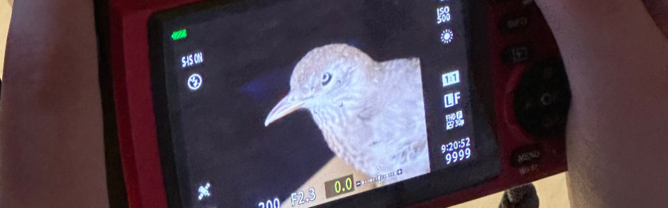 $galleryItem->description